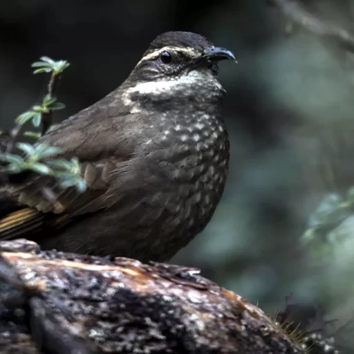 cinclodes aricomae