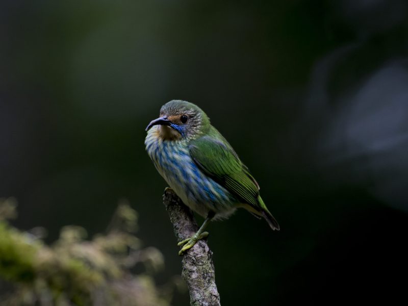 Purple honeycreeper