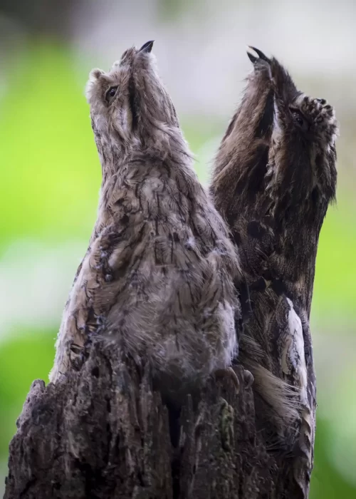 long tailed Pooto