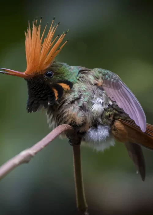 rufous crested coquette