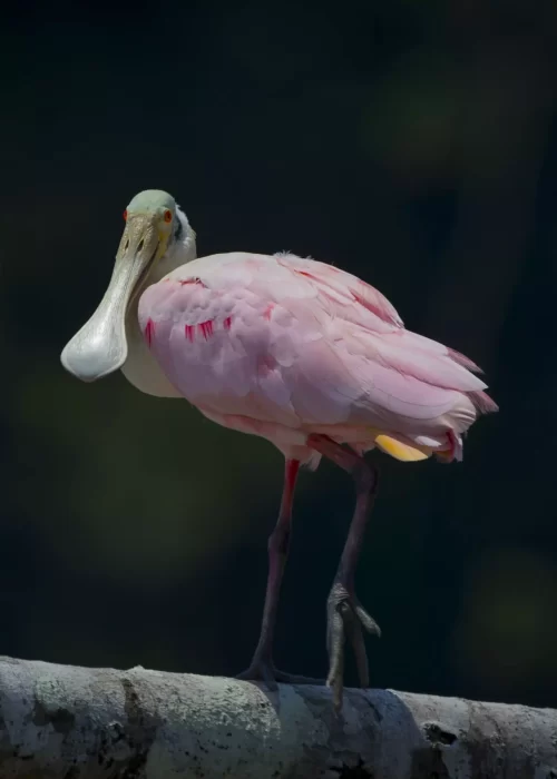 spoonbill