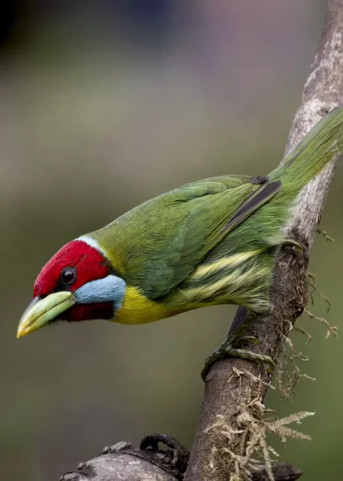 versicolored barbet